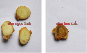 sam-ngoc-linh-tri-tieu-duong