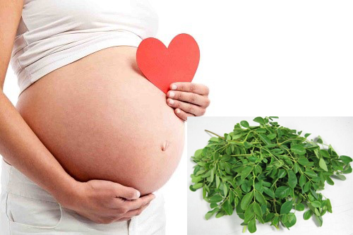 Rau chùm ngây và sức khỏe thai phụ