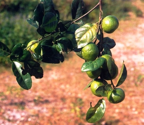 cây quýt gai chữa bệnh thận