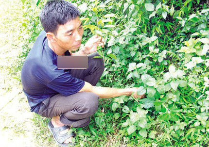 Phương pháp nối xương lạ kỳ gãy một nơi bó một nơi - Ảnh 1 Phương pháp nối xương lạ kỳ gãy một nơi bó một nơi - Ảnh 1