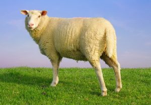 Charmlux2_tac-dung-cua-nhau-thai-cuu