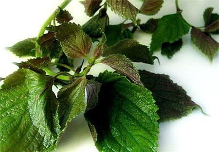 Cách trị bệnh gút