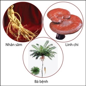 3-thao-duoc-danh-cho-phai-manh