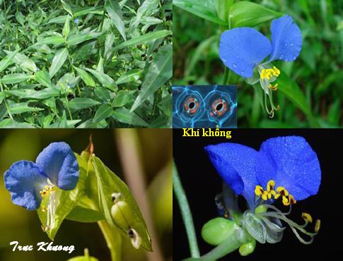 Trị viêm họng với cây rau trai