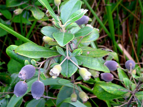 Rễ cây sim chữa bệnh dạ dày hiệu quả