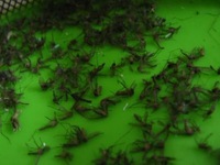 Mẹo nhỏ đơn giản giúp trong nhà không có 1 bóng muỗi