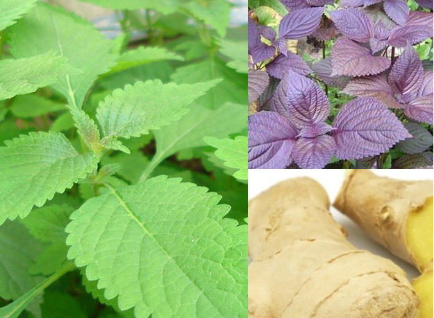 ách chữa ho bằng lá tía tô 