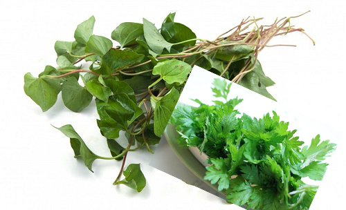 Điều trị rối loạn kinh nguyệt bằng ngải cứu và rau diếp cá