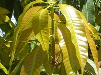 'Thần dược' chữa bệnh tiểu đường cực dễ kiếm mà ít ai ngờ tới