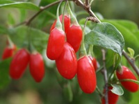 Món ăn - bài thuốc dễ nấu dưỡng gan, bổ gan