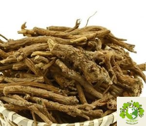 Cây hoàng cầm