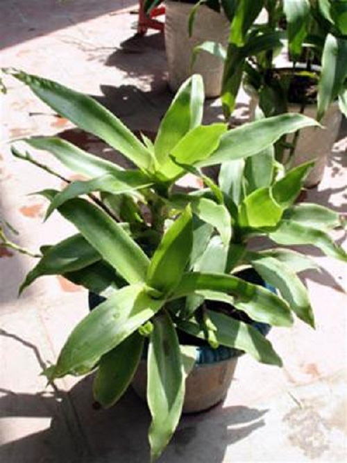 Kinh ngạc người phụ nữ chữa khỏi ung thư nhờ cây lược vàng - ảnh 1 Hình ảnh Kinh ngạc người phụ nữ chữa khỏi ung thư nhờ cây lược vàng số 1