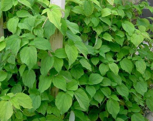 Cây củ gai được dùng trong vị thuốc của anh Khai.
