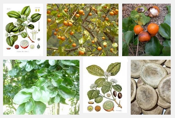 Cách trị bệnh gút