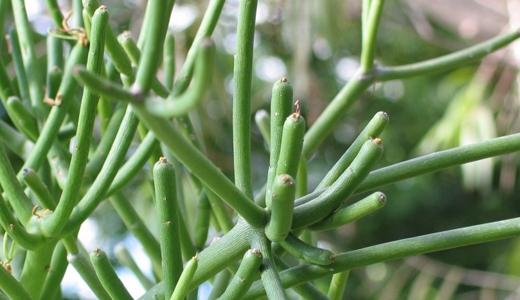 cách chữa viêm xoang bằng cây giao