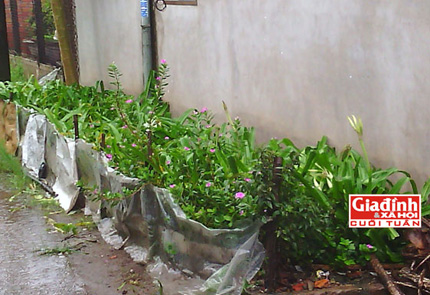 Cụ ông chiến thắng ung thư ác tính nhờ lá cây trinh nữ hoàng cung 2 Cụ ông chiến thắng ung thư ác tính nhờ lá cây trinh nữ hoàng cung 2