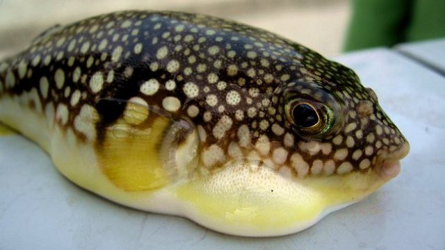 Điểm mặt những món hải sản có thể gây độc chết người - Ảnh 1. Điểm mặt những món hải sản có thể gây độc chết người - Ảnh 1.