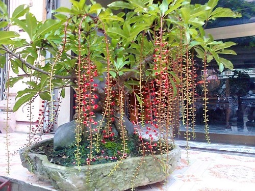 cách chữa bệnh trĩ bằng cây lộc vừng