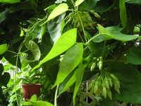 4 cách dân gian chữa khỏi bệnh trĩ không dùng thuốc