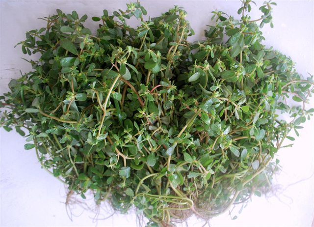 Rau sam trị sỏi thận Bài thuốc kỳ diệu từ rau sam tống hết sỏi thận không cần mổ