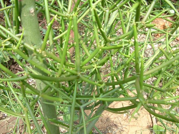 cách chữa viêm xoang bằng cây giao