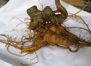 sam-ngoc-linh-tu-nhien2