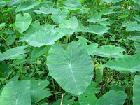 Huyền thoại người chữa khỏi bệnh động kinh ở Vĩnh Long