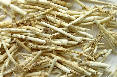 Mát gan, giải độc cực tốt bằng thứ cỏ "phế thải" của nhà nông