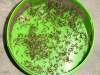 Mẹo làm bẫy bắt muỗi hiệu quả không ngờ