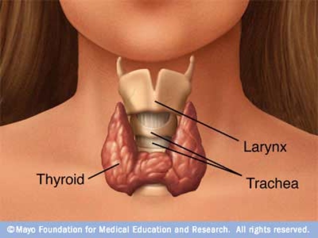 Có phải cứ bị bướu cổ basedow là sẽ không thể có con khỏe mạnh? - Ảnh 1. Có phải cứ bị bướu cổ basedow là sẽ không thể có con khỏe mạnh? - Ảnh 1.