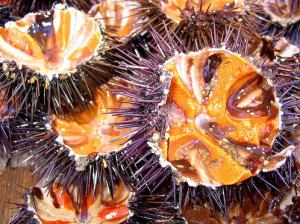 cau-gai