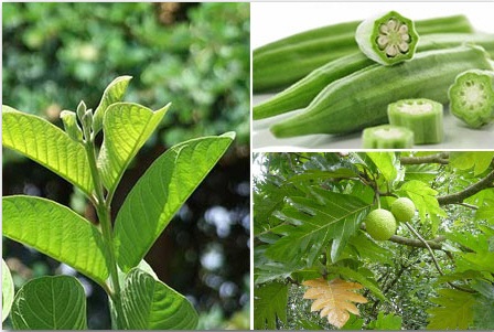 Cách trị bệnh gút