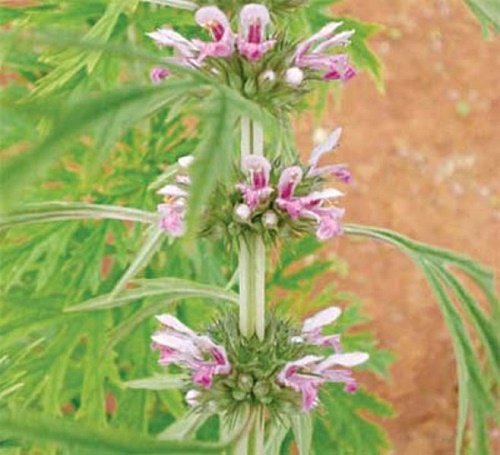 Điều trị rối loạn kinh nguyệt bằng cây ích mẫu