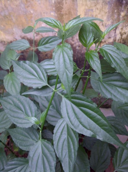 4 bài thuốc tuyệt hay chữa lở miệng do nhiệt 2 Bài thuốc tuyệt hay chữa hết ngay nhiệt miệng 2