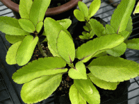 Mách nhỏ cách trị ho bằng thảo dược hiệu quả nhanh chóng