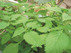 kinh-gioi-mon-an-bai-thuoc-1415730013294