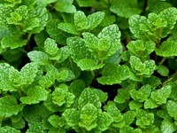 10 cách đuổi muỗi không dùng hóa chất