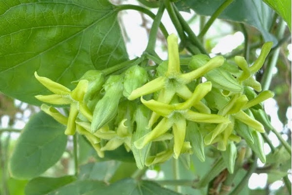 Cách chữa bệnh trĩ bằng hoa thiên lý