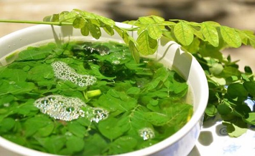 Rau chùm ngây rất tốt cho bệnh nhân ung thư