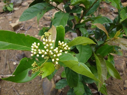 công dụng của cây xạ đen