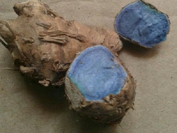 Đặc điểm và công dụng của nghệ đen