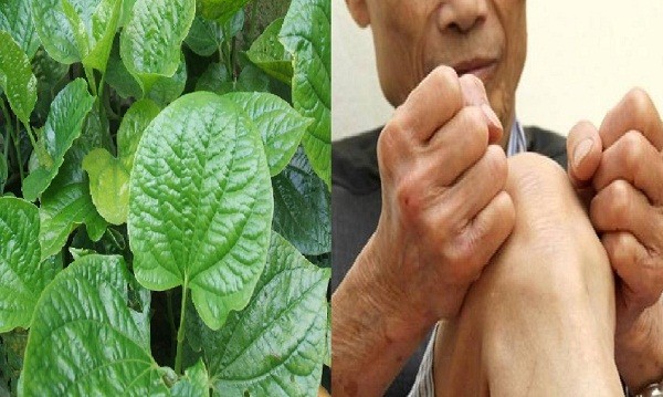 Công dụng chữa bệnh gout bằng lá lốt