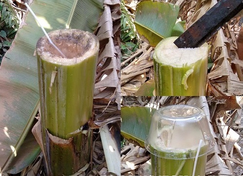 Nước thân cây chuối hột chữa bệnh thoát vị đĩa đệm