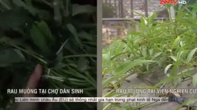 Bí mật giật mình đằng sau những mớ rau muống ngon, tươi tốt vào mùa đông - Ảnh 1. Bí mật giật mình đằng sau những mớ rau muống ngon, tươi tốt vào mùa đông - Ảnh 1.