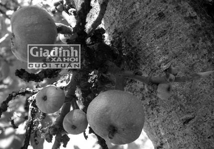 Gần 40 năm chia sẻ bài thuốc quý từ quả sung giúp bệnh nhân đánh tan sỏi mật 2 Gần 40 năm chia sẻ bài thuốc quý từ quả sung giúp bệnh nhân đánh tan sỏi mật 2