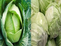 Cách nhận biết bắp cải ta và bắp cải Trung Quốc
