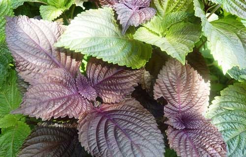 cây tía tô chữa bệnh gút