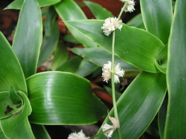 Cách chữa bệnh trĩ bằng cây lược vàng