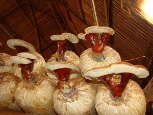 limxanh2_zps382476f7