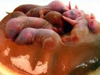 Chết ngất  với món ăn kinh dị 3 tiếng thét nổi danh Trung Quốc